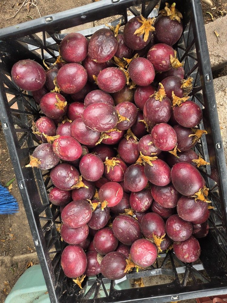 Maracuya Passion Fruit