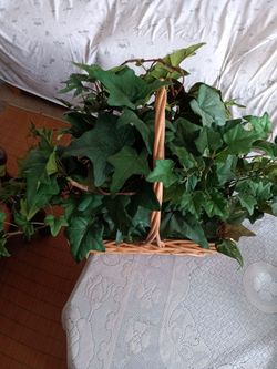 Ivy Wicker Basket with Artificial Greenery