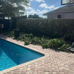 Free Clusia Come Pick It Up Asap