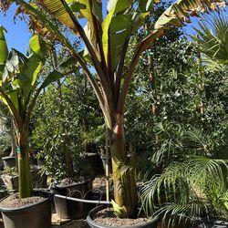 Red leaf banana 25gal