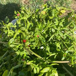 Free !!!!!!!!Plant ground cover