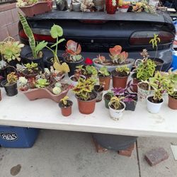 Big Variety Of Beautiful Plants