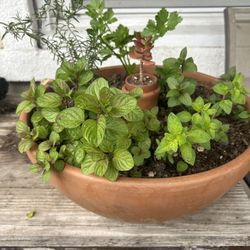 15 in  Garden Clay Bowl With Self Watering Clay  Olla 