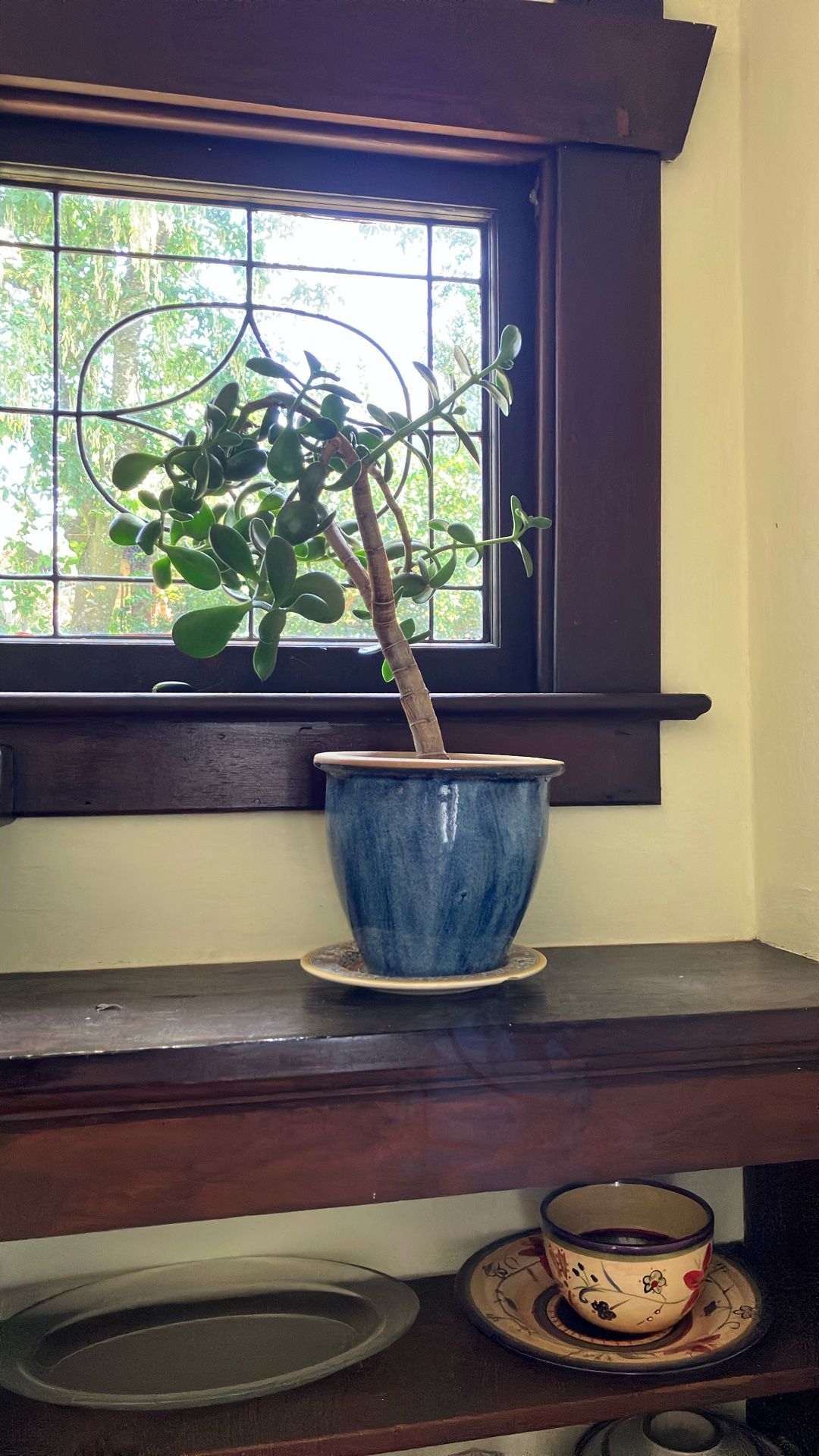 Jade Plant In Blue Ceramic Pot