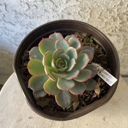 6 Inch Pot Succulent Plant - Rare Echeveria Laulensis - Rooted & Established - Drought Resistant - 🪴 