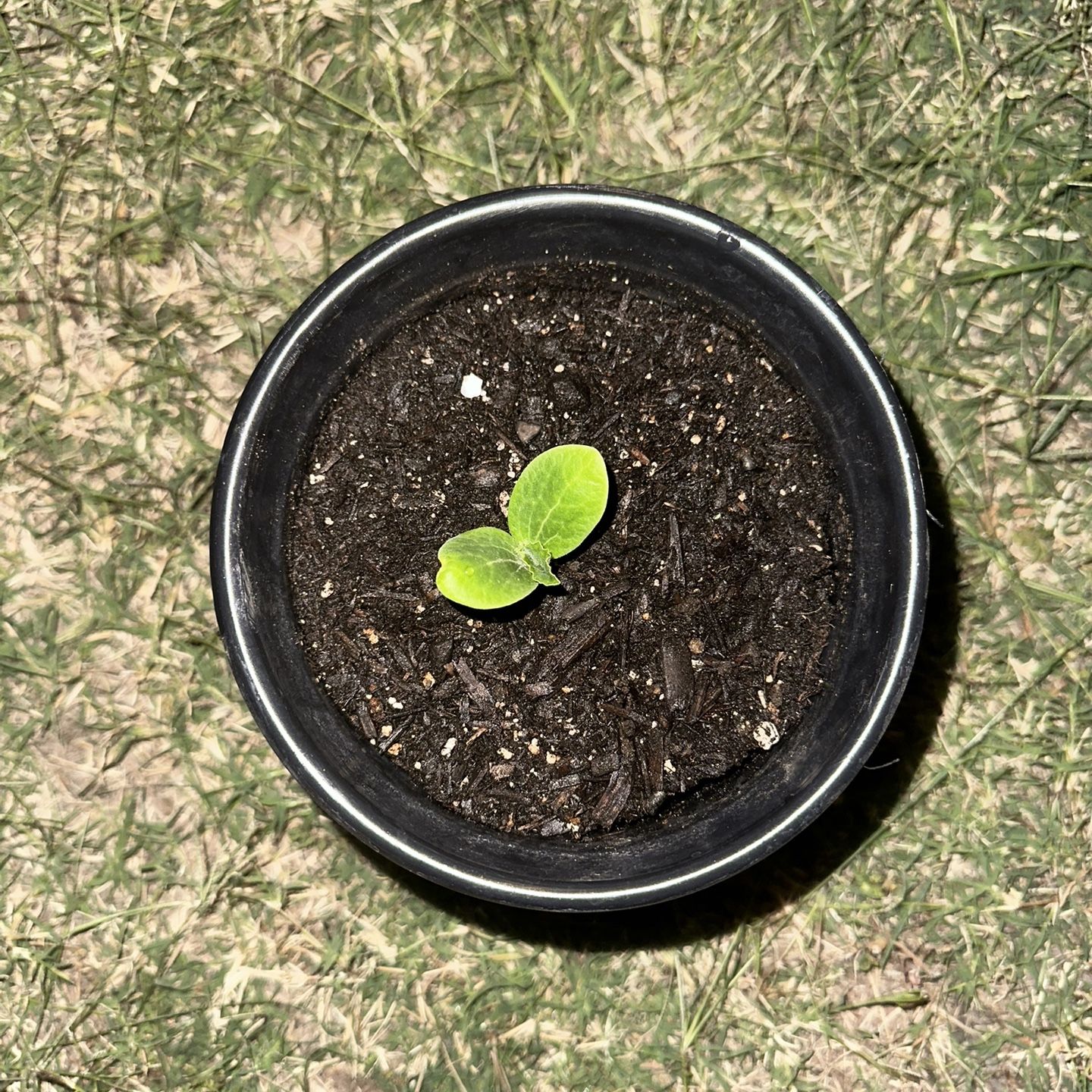 Pumpkin Plants