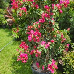 Bougainvillea Plants Decoration Plants For Gardens $85 