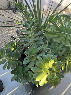 Succulent’s