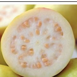 White Guava Tree 3F $36 Price Firm