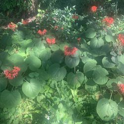 5 Clerodendrum Paniculatum Glorybower (Pagoda Flower) Plant