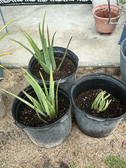 Aloe