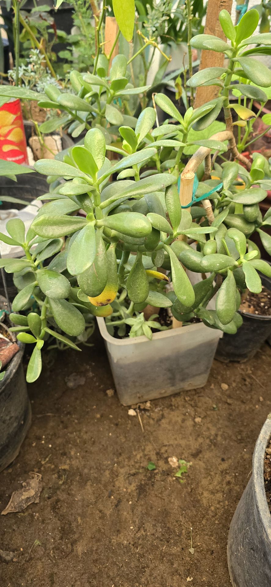 Plant