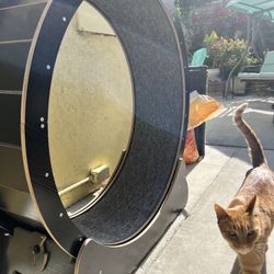Cat treadmill 