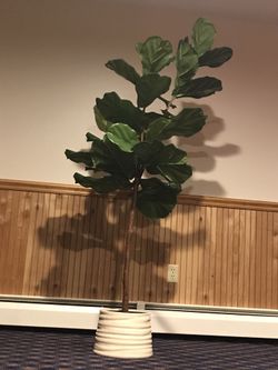 6 ft tall artificial Fiddle Plant