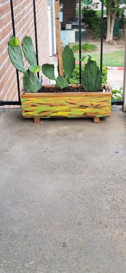 Planter With Cactus