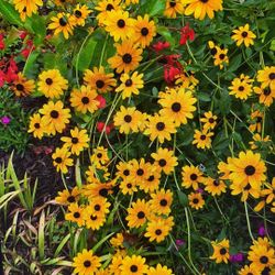 Perennial Plants - Flowers