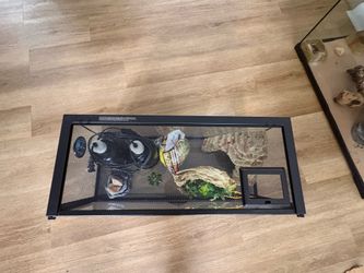 Lizard tank 20 gal