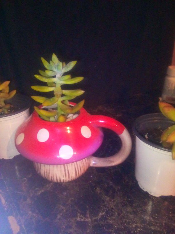 Lime Green Succulent With Mushroom Pot