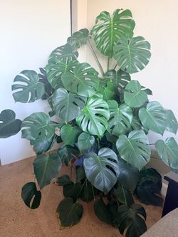 Monstera Deliciosa