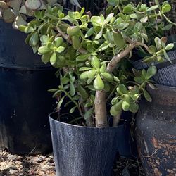 Jade