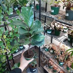 Ficus Lyrata  Little Sunshine 