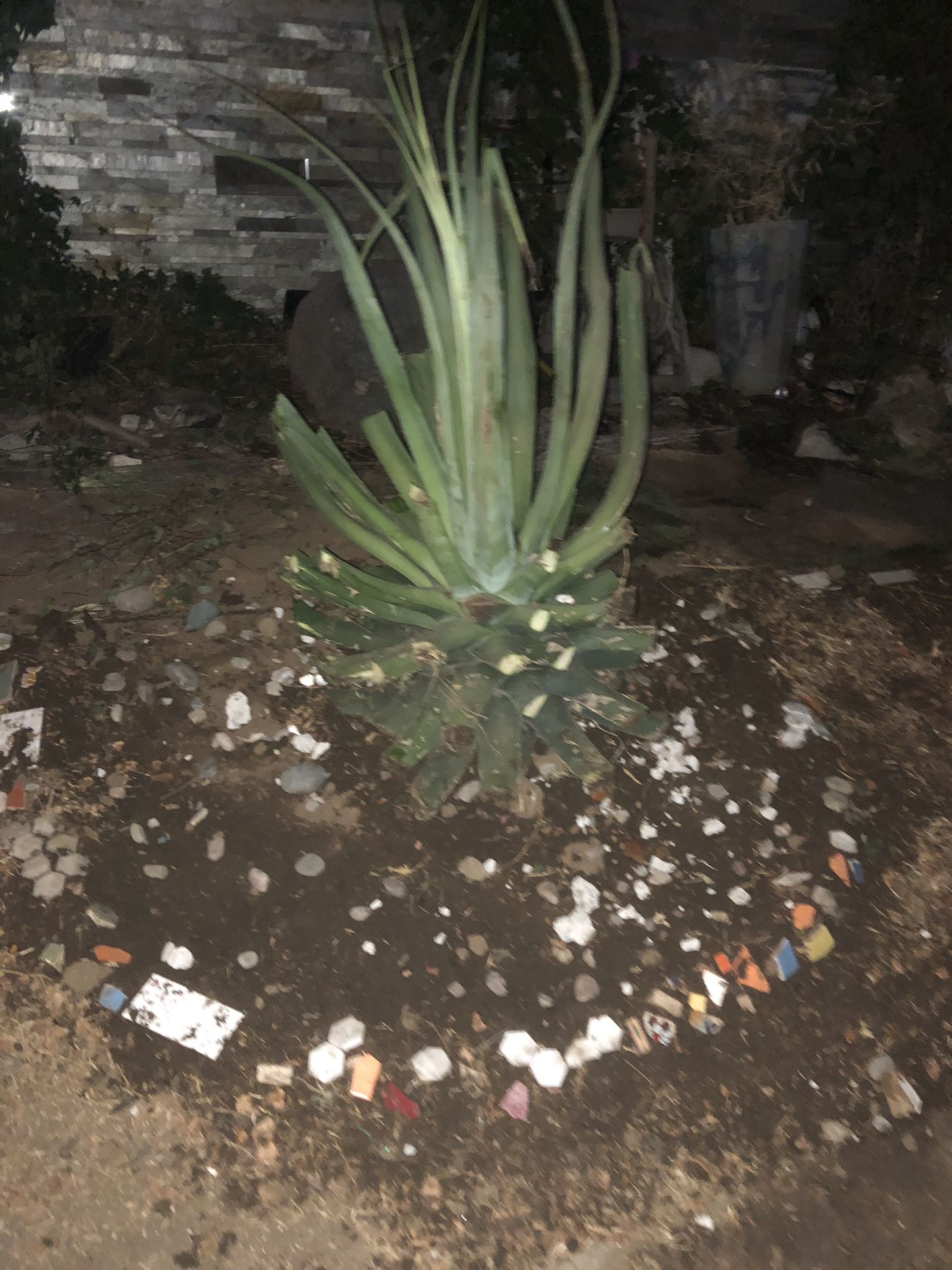 Plant 