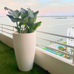 5 Foot Tall Ceramic White Pot with Live Plant