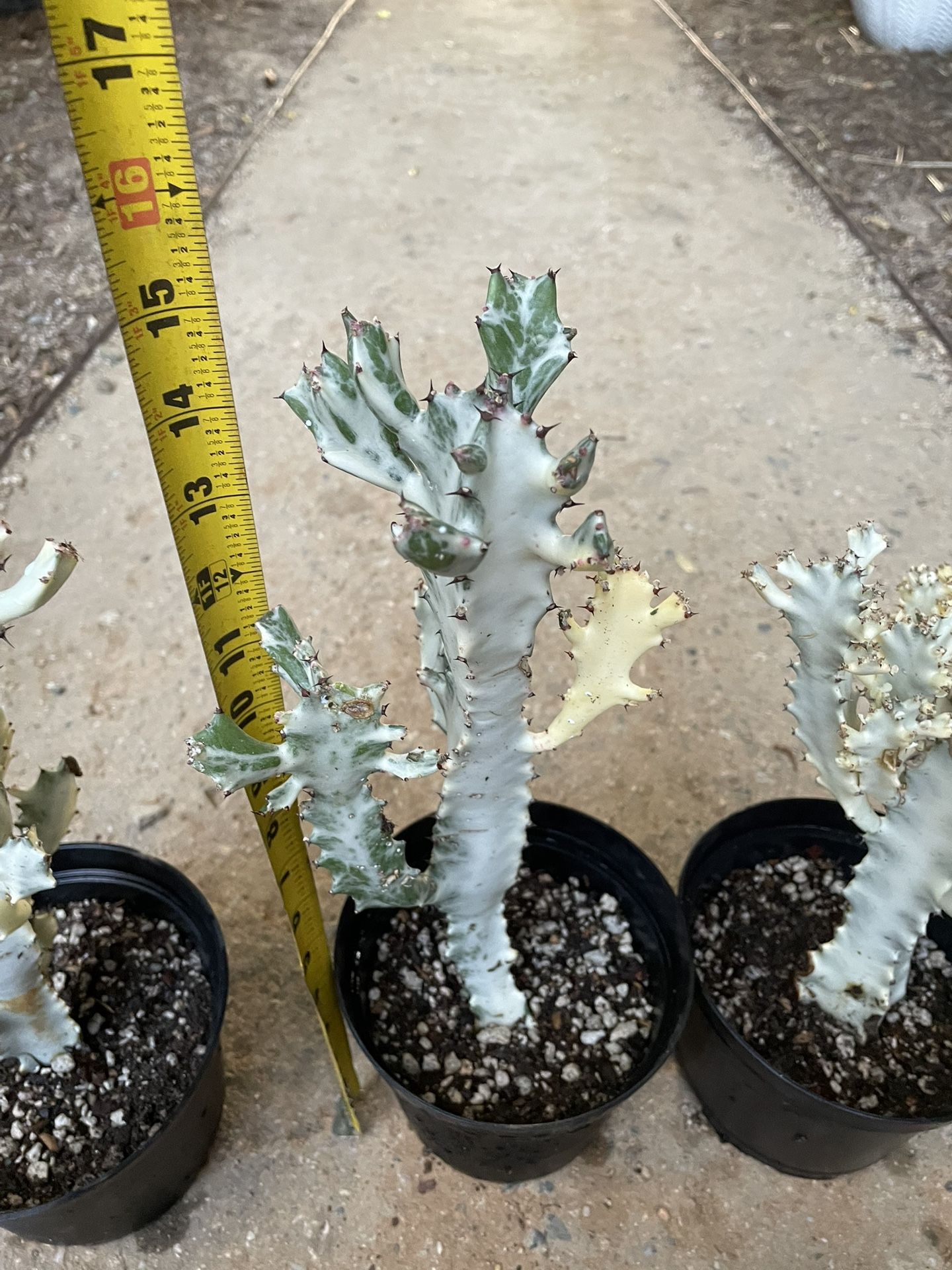 Specialty***(6”pot) Dragon Tree Bone Cactus Euphorbia , 95820