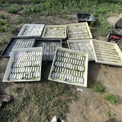 Flood Tables, Reservoir Garden Plants OBO