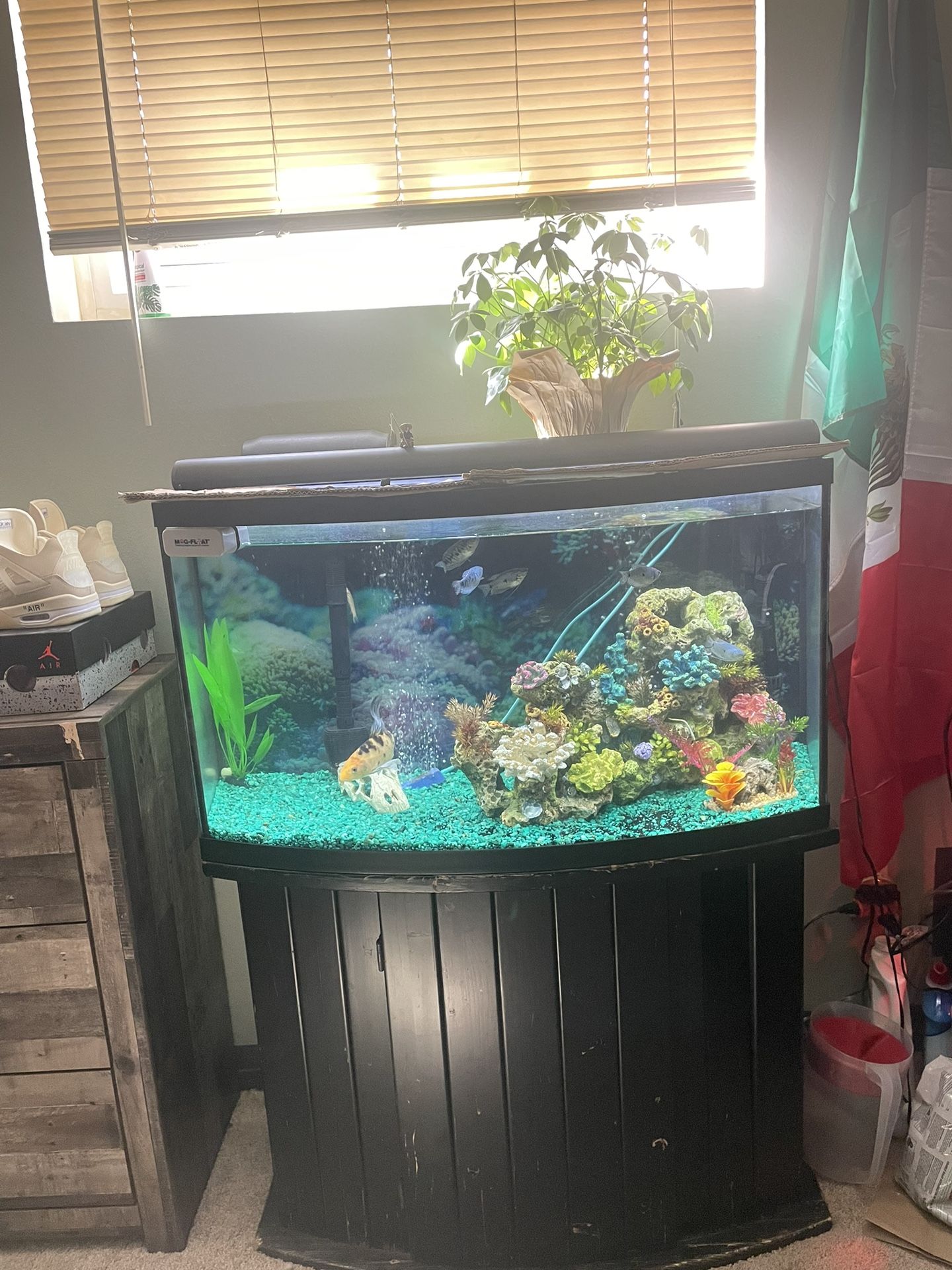 50 Gal Fish Tank And Stand With Fishes