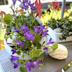 Campanula Perennial Bellflower In Cute Ceramic Pot. They bloom from late spring through summer and attract pollinators.  
