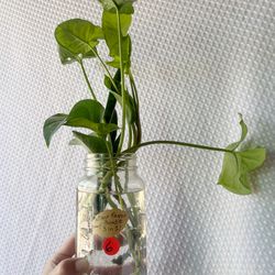 New Plant Parent Bundle — 3-in-1 rooted water props