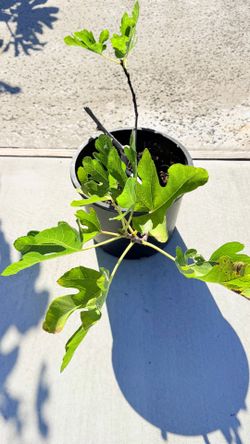 Healthy 5-gallon fig tree for sale
