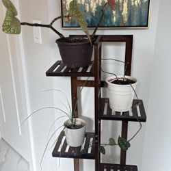 Bamboo Plant Stand With Plant Bundle 