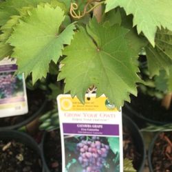 2X Catawba Grape Self Pollinating Fully Grown Seedling Plants