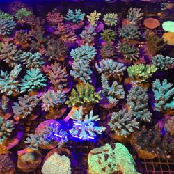 🔥CORALS DECORATIONS FOR MARINE TANK OVER 500 CORALS IN STOCK PICK-UP - DELIVERY  - SHIP