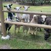 Machias Mini Farm
