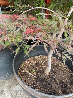 Japanese maple tree
