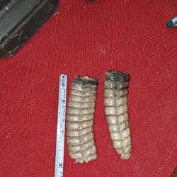 Texas Rattlesnake Rattlers  