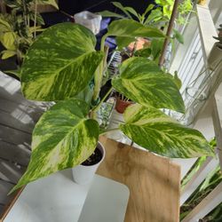 Hawaiian Golden Potho Plant 