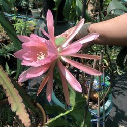 Epiphyllum Un Known