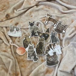 Assortment Of Cat Stickers (12)