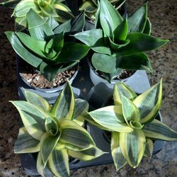 Snake Plants. New!!  $5 Each 