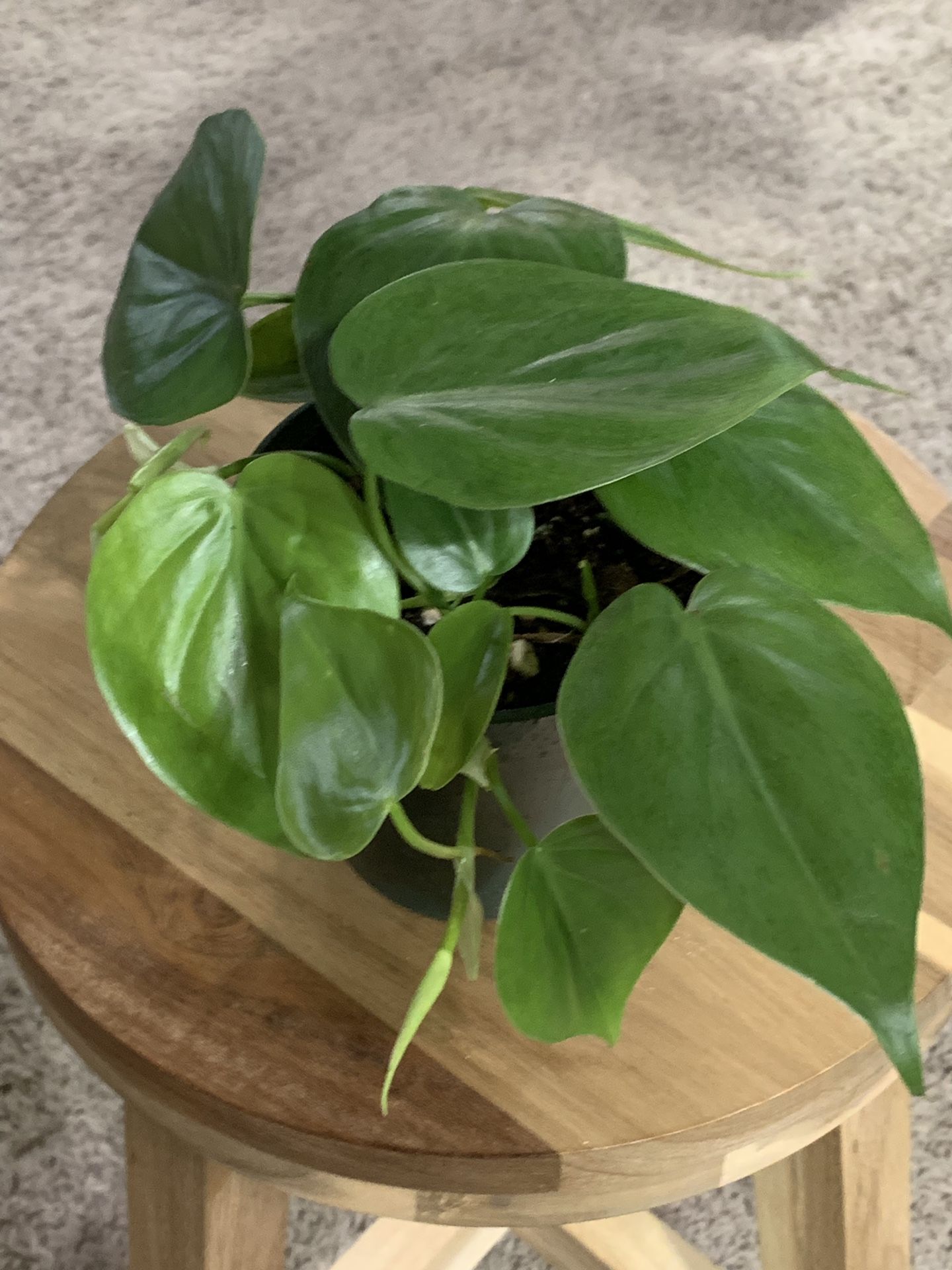 Philodendron Condatrum (Real!)