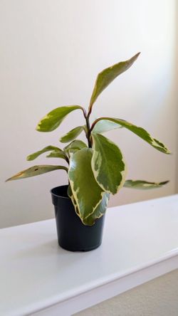 4" Peperomia Ginny