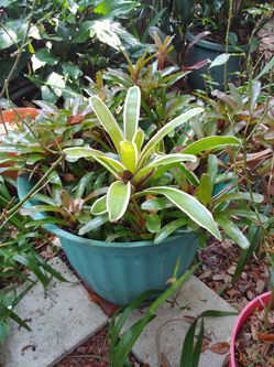 Bromeliad family
