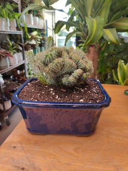 Myrtillo Crested Cactus