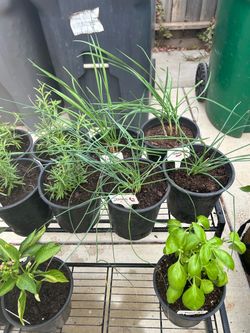 Herbs 1 gal pot