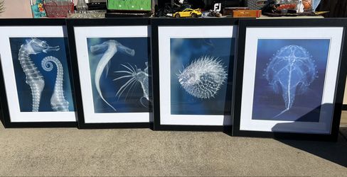 Photo Set / Sea Themed Decor