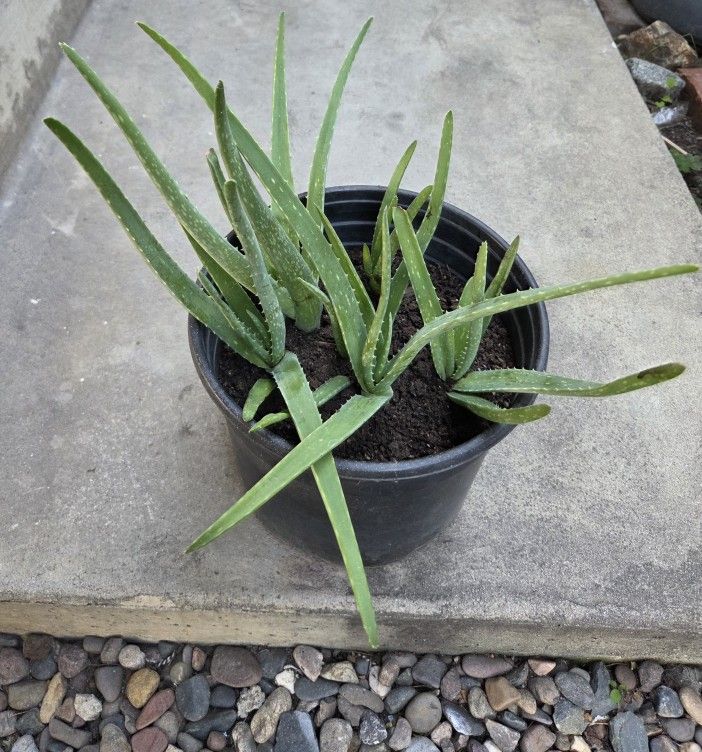 ALOE VERA PLANT HAS LOTS OF BABIES AROUND $ 10.00